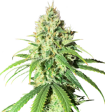 1758717359043.png 1758717359043.png