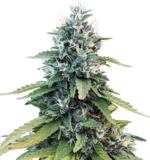 1758806265350.png 1758806265350.png