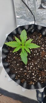 IMG_20250827_080754_893.jpg IMG_20250827_080754_893.jpg