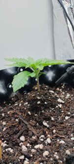 IMG_20250827_080814_884.jpg IMG_20250827_080814_884.jpg