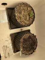 IMG_0450.jpeg IMG_0450.jpeg