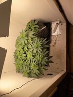 IMG_0652.jpeg IMG_0652.jpeg