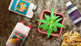 ispolzovanie-fermentov-dlya-podkormki-konopli__VLcsgGB1JSqCmz4b.jpg ispolzovanie-fermentov-dlya-podkormki-konopli__VLcsgGB1JSqCmz4b.jpg