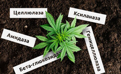 konoplya-i-fermenty__BHhrz8Rkhtw1zAgE.jpg konoplya-i-fermenty__BHhrz8Rkhtw1zAgE.jpg