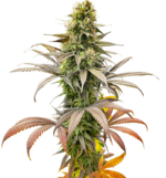 1758969821929.png 1758969821929.png