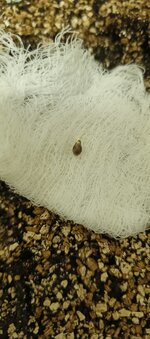 IMG_20250927_181430_512.jpg IMG_20250927_181430_512.jpg