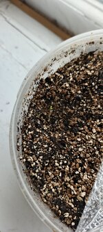 IMG_20250929_084901_299.jpg IMG_20250929_084901_299.jpg