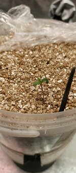 IMG_20250930_094203_270.jpg IMG_20250930_094203_270.jpg