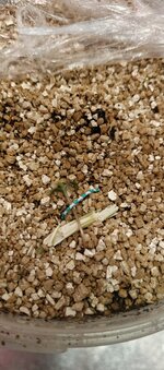 IMG_20250930_094401_012.jpg IMG_20250930_094401_012.jpg