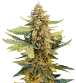 1759232806493.png 1759232806493.png