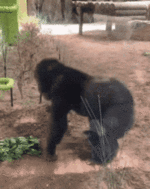 tusareve-monkey.gif tusareve-monkey.gif