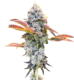 1759492312585.png 1759492312585.png