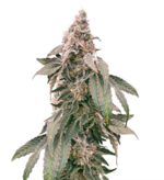 1759492330028.png 1759492330028.png