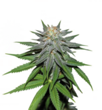 1759746125666.png 1759746125666.png