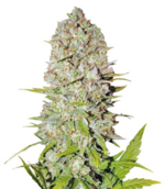 1759746139791.png 1759746139791.png