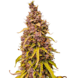 1759750498301.png 1759750498301.png