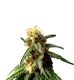 1759832840062.png 1759832840062.png