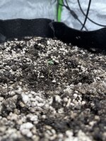 IMG_3436.jpeg IMG_3436.jpeg