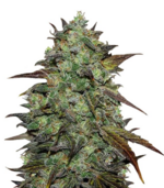 1759919201577.png 1759919201577.png