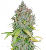 1759919217876.png 1759919217876.png