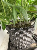 IMG_0803.jpeg IMG_0803.jpeg