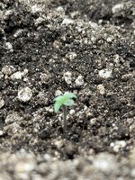 IMG_3449.jpeg IMG_3449.jpeg