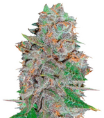 1760045259049.png 1760045259049.png