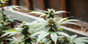 1760045379047.png 1760045379047.png