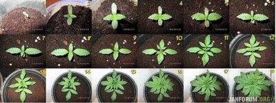 все 18 недель.jpeg