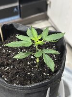 IMG_2949.jpeg IMG_2949.jpeg