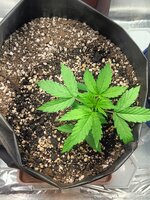 IMG20250812180511.jpg IMG20250812180511.jpg