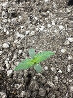 IMG_3485.jpeg IMG_3485.jpeg