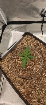 IMG_20251011_104920_229.jpg IMG_20251011_104920_229.jpg