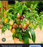 IMG_0870.jpeg IMG_0870.jpeg