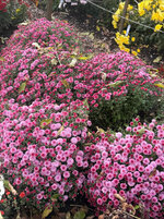 IMG_0879.jpeg IMG_0879.jpeg