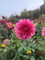 IMG_0886.jpeg IMG_0886.jpeg