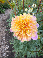 IMG_0890.jpeg IMG_0890.jpeg