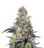 1760432934324.png 1760432934324.png