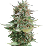 1760432980707.png 1760432980707.png