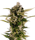 1760432993654.png 1760432993654.png