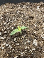 IMG_20251016_091620.jpg IMG_20251016_091620.jpg