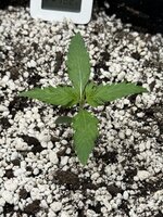 IMG_3553.jpeg IMG_3553.jpeg