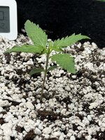 IMG_3554.jpeg IMG_3554.jpeg