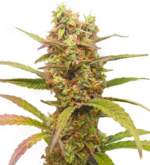 1760700306939.png 1760700306939.png