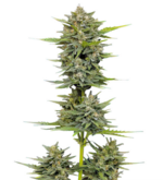 1760700368501.png 1760700368501.png