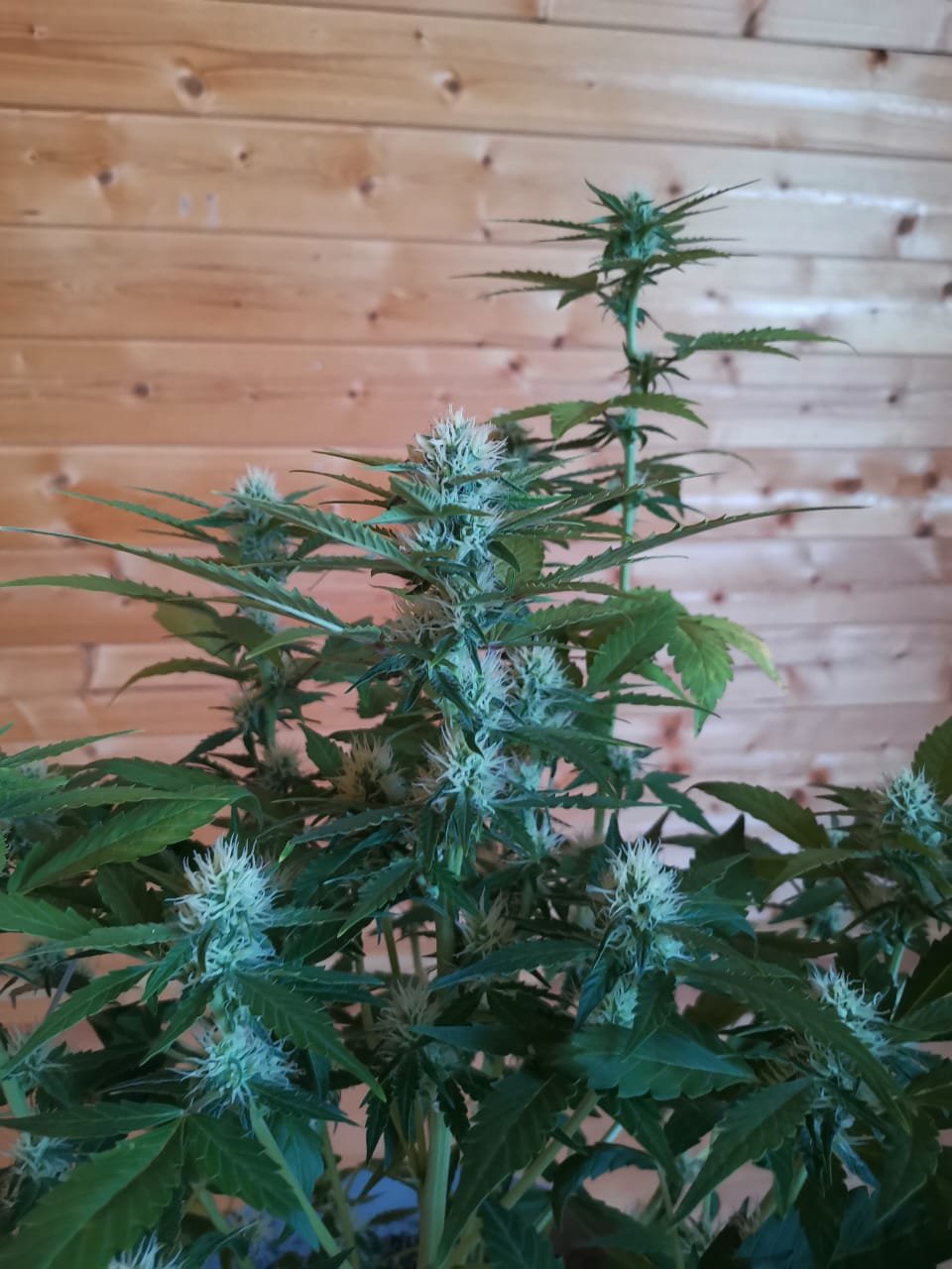 IMG-20220508-WA0000.jpg IMG-20220508-WA0000.jpg