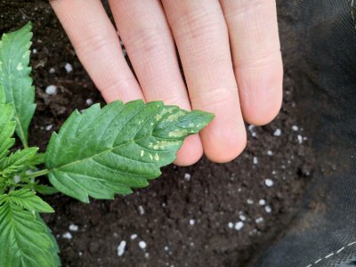 IMG_20220514_133635_374.jpg IMG_20220514_133635_374.jpg