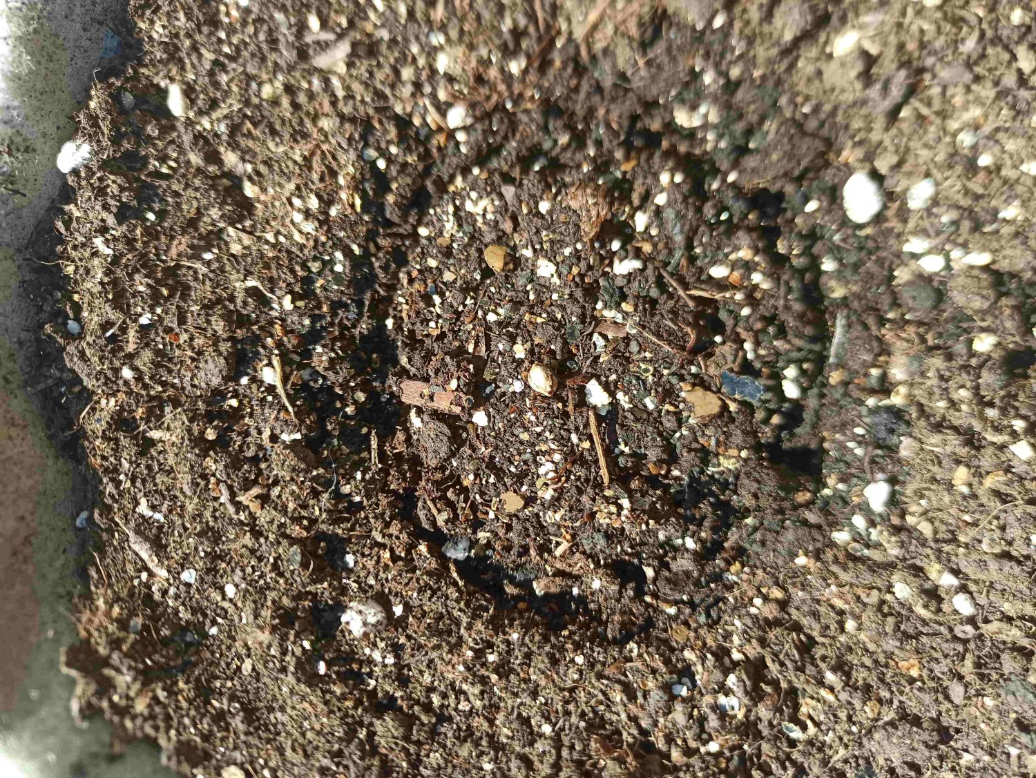 IMG_20220512_110233 (1).jpg IMG_20220512_110233 (1).jpg