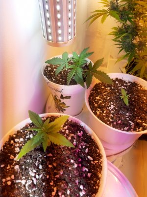 20220515_212958.jpg 20220515_212958.jpg