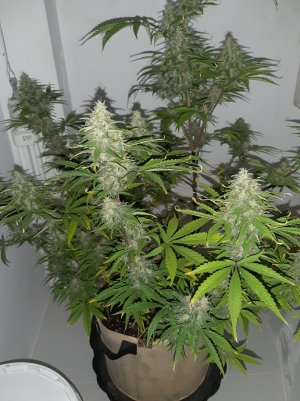 20220519_214447.jpg 20220519_214447.jpg